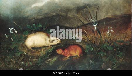 Hudson's Bay Lemming. John Woodhouse Audubon. 1846 Stockfoto