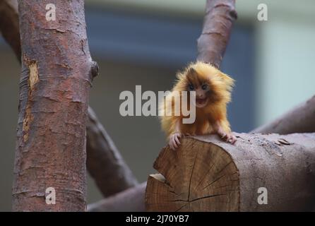 05. Mai 2022, Nordrhein-Westfalen, Köln: Einer der kleinen Löwenaffen sitzt auf einem Ast. Das Löwenaffenpaar APU und Nala haben im Kölner Zoo zwei Nachkommen bekommen. Foto: Sascha Thelen/dpa Stockfoto