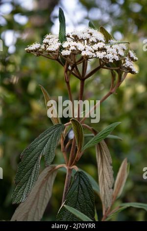 Blüten, Zweige und Blätter des Viburnum rhytidophyllum, des Lederblattes Viburnum im Garten Stockfoto