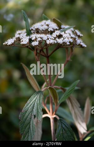 Blüten, Zweige und Blätter des Viburnum rhytidophyllum, des Lederblattes Viburnum im Garten Stockfoto