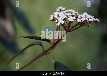 Blüten, Zweige und Blätter des Viburnum rhytidophyllum, des Lederblattes Viburnum im Garten Stockfoto