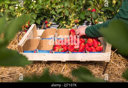 05. Mai 2022, Schleswig-Holstein, Grömitz: Ein Erntearbeiter pflückt die ersten reifen Erdbeeren auf einem Feld in einem Folientunnel. In Schleswig-Holstein hat die Erdbeersaison begonnen. Foto: Daniel Bockwoldt/dpa Stockfoto