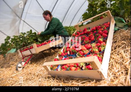 05. Mai 2022, Schleswig-Holstein, Grömitz: Ein Erntearbeiter pflückt die ersten reifen Erdbeeren auf einem Feld in einem Folientunnel. In Schleswig-Holstein hat die Erdbeersaison begonnen. Foto: Daniel Bockwoldt/dpa Stockfoto