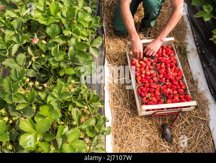 05. Mai 2022, Schleswig-Holstein, Grömitz: Ein Erntearbeiter pflückt die ersten reifen Erdbeeren auf einem Feld in einem Folientunnel. In Schleswig-Holstein hat die Erdbeersaison begonnen. Foto: Daniel Bockwoldt/dpa Stockfoto