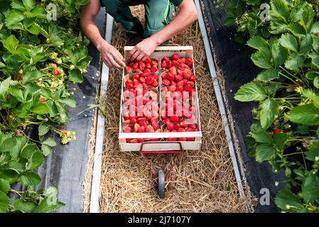 05. Mai 2022, Schleswig-Holstein, Grömitz: Ein Erntearbeiter pflückt die ersten reifen Erdbeeren auf einem Feld in einem Folientunnel. In Schleswig-Holstein hat die Erdbeersaison begonnen. Foto: Daniel Bockwoldt/dpa Stockfoto