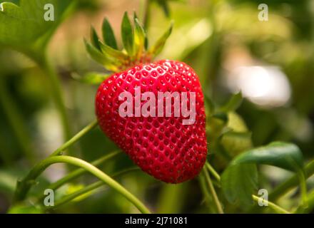 05. Mai 2022, Schleswig-Holstein, Grömitz: In einem Folientunnel hängt eine reife Erdbeere von einer Pflanze auf einem Feld. In Schleswig-Holstein hat die Erdbeersaison begonnen. Foto: Daniel Bockwoldt/dpa Stockfoto