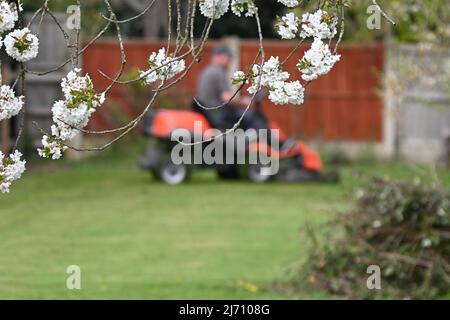 Ein Mann auf einer Fahrt auf dem Rasenmäher verblasste in den Hintergrund mit Pflaumenblüte im Vordergrund und mähte an einem Frühlingsnachmittag Stockfoto