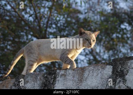 Katze, die zur goldenen Stunde auf der Wand läuft, mit verschwommenem Hintergrund Stockfoto