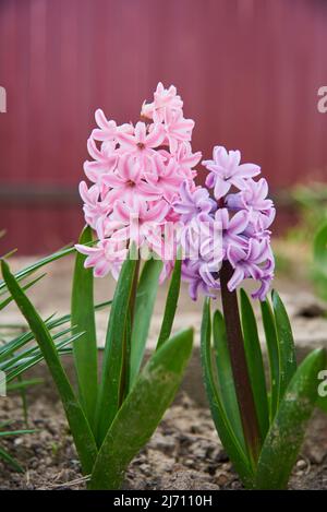 In einem Blumenbeet wachsen helle bunte große Hyazinthen. Frühlings-KnollenPrimeln. Stockfoto