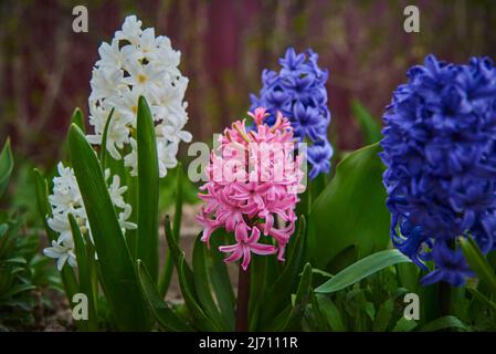 In einem Blumenbeet wachsen helle bunte große Hyazinthen. Frühlings-KnollenPrimeln. Stockfoto