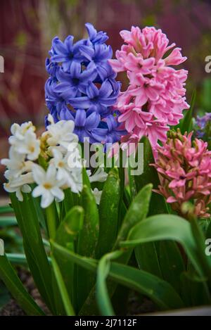 In einem Blumenbeet wachsen helle bunte große Hyazinthen. Frühlings-KnollenPrimeln. Stockfoto