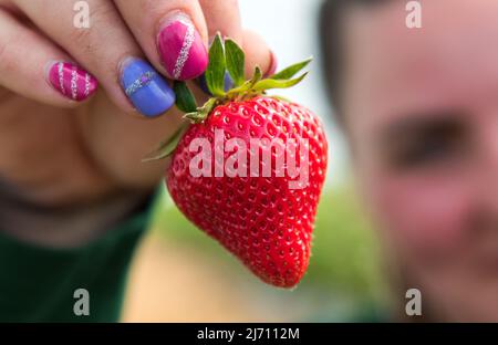 05. Mai 2022, Schleswig-Holstein, Grömitz: Ein Erntearbeiter zeigt eine erste reife Erdbeere auf einem Feld in einem Folientunnel. In Schleswig-Holstein hat die Erdbeersaison begonnen. Foto: Daniel Bockwoldt/dpa Stockfoto