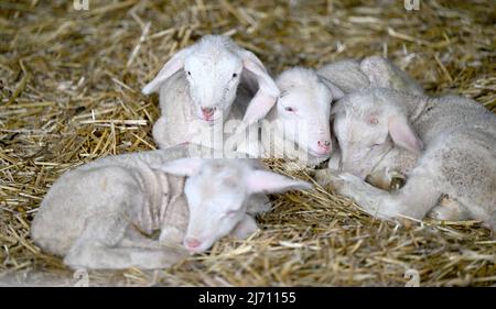 05. Mai 2022, Baden-Württemberg, Aidlingen: Lämmer liegen in einer Scheune des Schäfers Herbert Schaible. Foto: Bernd Weißbrod/dpa Stockfoto