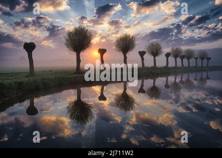 Verknotete Weiden werden an einem nebligen Morgen bei Sonnenaufgang im Wasser reflektiert Stockfoto
