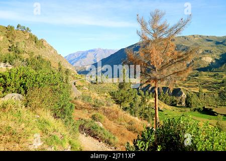 Herrlicher Blick auf landwirtschaftliche Terrassen mit Bergketten des Colca Canyon, Arequipa Region, Peru Stockfoto