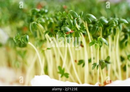 Nahaufnahme von frischen jungen Gartenkressesprossen Stockfoto