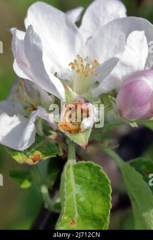 Anthonomus pomorum oder der Apfelblütenkäfer ist ein großer Schädling der Apfelbäume Malus domestica. Larve in Apfelbaumknospen. Stockfoto