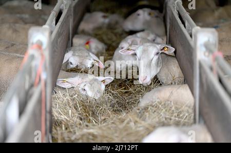 05. Mai 2022, Baden-Württemberg, Aidlingen: Schaffütterung in einer Scheune des Schäfers Herbert Schaible. Foto: Bernd Weißbrod/dpa Stockfoto