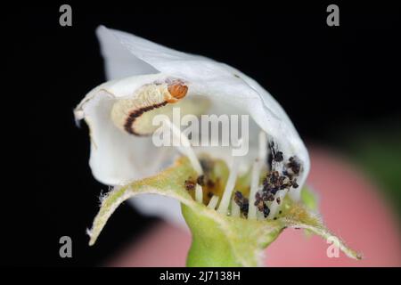 Birnenblüte durch Raupe des grünen Mops (Pasiphila rectangulata) beschädigt. Es ist eine Pest von Obstbäumen in Obstgärten und Gärten. Stockfoto