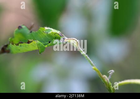 Birnenblätter, die durch die Raupe der grünen Moosmotte (Pasiphila rectangulata) beschädigt wurden. Es ist eine Pest von Obstbäumen in Obstgärten und Gärten. Stockfoto