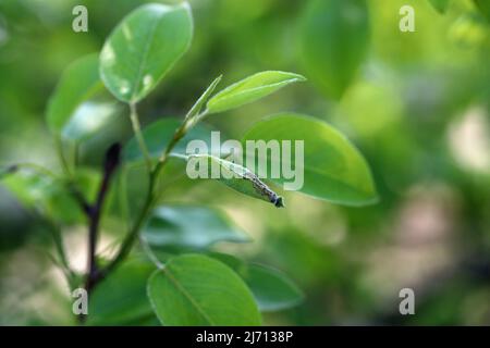 Birnenblätter, die durch die Raupe der grünen Moosmotte (Pasiphila rectangulata) beschädigt wurden. Es ist eine Pest von Obstbäumen in Obstgärten und Gärten. Stockfoto