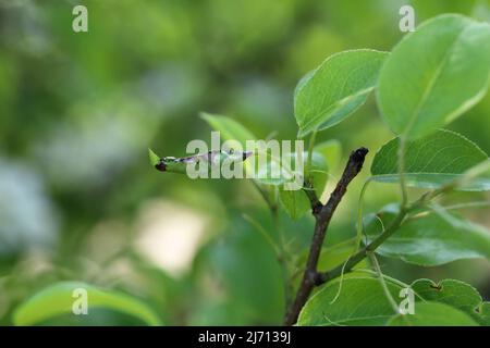 Birnenblätter, die durch die Raupe der grünen Moosmotte (Pasiphila rectangulata) beschädigt wurden. Es ist eine Pest von Obstbäumen in Obstgärten und Gärten. Stockfoto