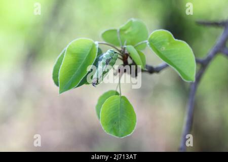 Birnenblätter, die durch die Raupe der grünen Moosmotte (Pasiphila rectangulata) beschädigt wurden. Es ist eine Pest von Obstbäumen in Obstgärten und Gärten. Stockfoto