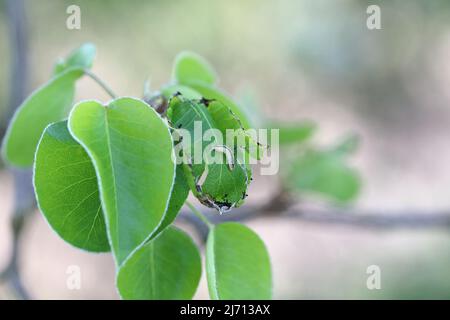 Birnenblätter, die durch die Raupe der grünen Moosmotte (Pasiphila rectangulata) beschädigt wurden. Es ist eine Pest von Obstbäumen in Obstgärten und Gärten. Stockfoto