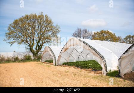 05. Mai 2022, Schleswig-Holstein, Grömitz: Ein Folientunnel steht auf einem Feld mit den ersten reifen Erdbeeren. In Schleswig-Holstein hat die Erdbeersaison begonnen. Foto: Daniel Bockwoldt/dpa Stockfoto