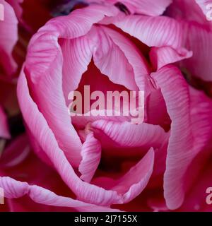 Eine Nahaufnahme der Blütenblätter einer wunderschönen rosa Papageientulpe. Stockfoto