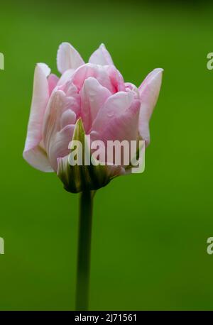 Wunderschöne rosa und weiße Papageientüpe, die gerade in Blüte steht und sich in einem Garten gegen unscharf belaubtes Laub richtet Stockfoto