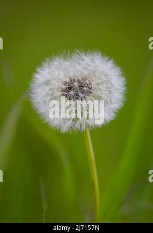 Samenkopf eines Löwinendachs (Taraxacum officinale), fotografiert vor einem verschwommenen grünen Hintergrund Stockfoto