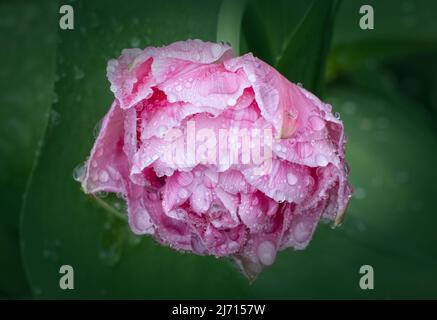 Eine herrliche, große, rosa Papageientüsche, die nach einem Regenschauer mit Wassertropfen bedeckt ist Stockfoto