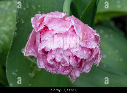 Eine herrliche, große, rosa Papageientüsche, die nach einem Regenschauer mit Wassertropfen bedeckt ist Stockfoto