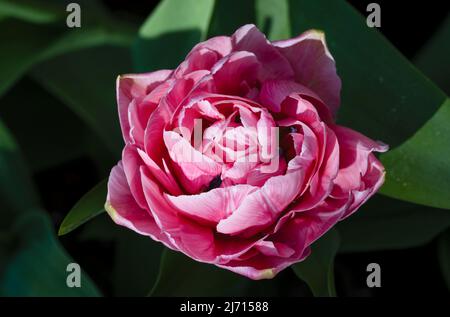 Eine herrliche große rosa Papageientulpe. Stockfoto
