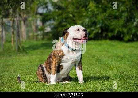 Brindle Mantel American Bulldog Hund Porträt draußen Stockfoto