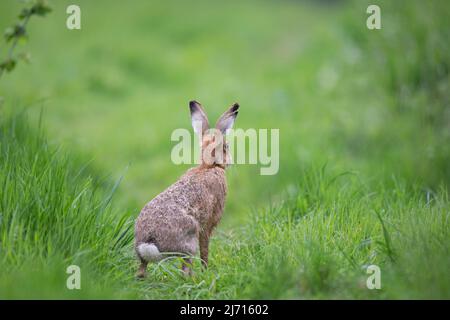 Nahaufnahme eines wilden braunen Hasen (Lepus europaues) in Alarmbereitschaft mit aufgestachelten Ohren, isoliert auf nassem Gras sitzend, auf dem Land in Großbritannien. Stockfoto