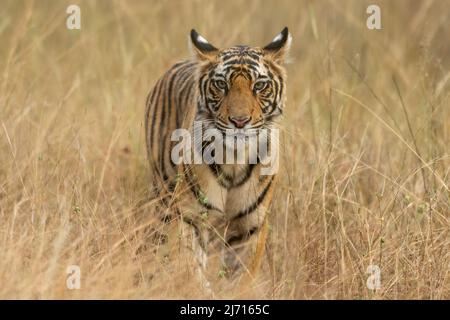 Porträt eines untererwachsenen Tigers, der im trockenen Gras im Bandhavgarh-Nationalpark, Indien, steht Stockfoto