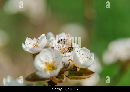 Frühling im Obstgarten. Die Zweige der Bäume sind mit weißen Blüten bedeckt. Unter den Blumen können Sie Bienen sehen, die Nektar und Pollen sammeln. Stockfoto