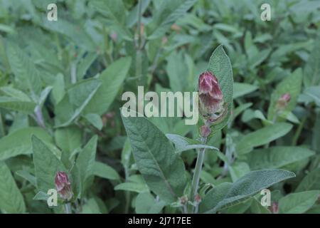 Knospe und Blätter von Clary Sage. Aromatischer Salbei sprießt in Blüte mit lila und violetten kleinen Blüten, die im Kräutergarten wachsen. Salvia viridis Blossom, m Stockfoto