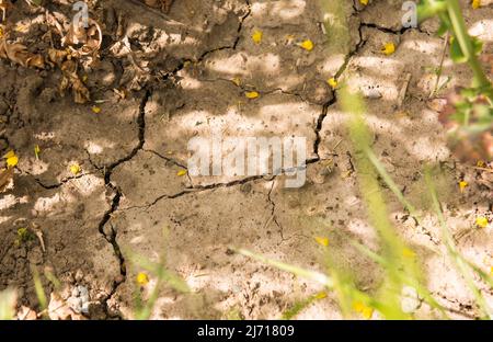 05. Mai 2022, Schleswig-Holstein, Grömitz: Auf dem trockenen Boden eines Rapsfeldes bilden sich Risse. Foto: Daniel Bockwoldt/dpa Stockfoto