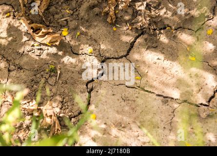 05. Mai 2022, Schleswig-Holstein, Grömitz: Auf dem trockenen Boden eines Rapsfeldes bilden sich Risse. Foto: Daniel Bockwoldt/dpa Stockfoto