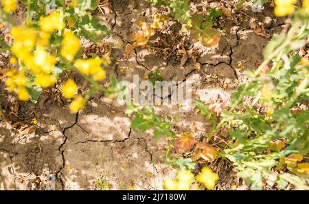 05. Mai 2022, Schleswig-Holstein, Grömitz: Auf dem trockenen Boden eines Rapsfeldes bilden sich Risse. Foto: Daniel Bockwoldt/dpa Stockfoto