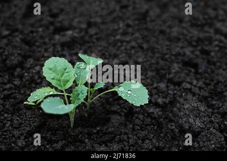 Junger Kiefersprossen wächst auf einem Bett. Kleines Grünkohl-Gemüse im Gartenbeet. Grüne Grünkohl-Blätter beim Gießen. Stockfoto