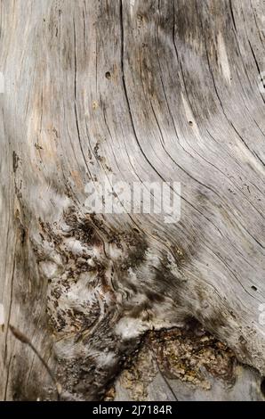 Abstrakter Holzhintergrund oder Textur eines Baumstammes mit Rissen und Rissen Stockfoto