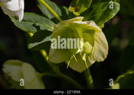 Nahaufnahme der weißen blühenden Blume des helleborus niger, auch fastenrose oder Nieswurz genannt Stockfoto