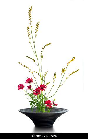 Japanische Blumenarrangements (Ikebana) mit roten afrikanischen Gänseblümchen isoliert auf weißem Hintergrund Stockfoto
