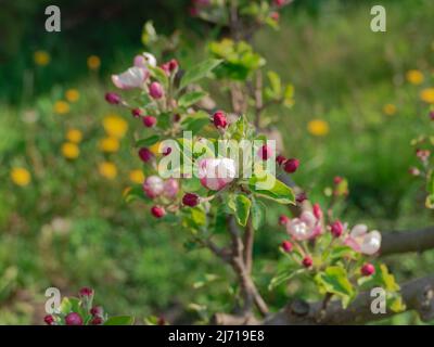 Frühling im Obstgarten. Es ist ein sonniger Tag. Im Apfelbaum, der im Obstgarten wächst, sind die Äste mit weißen und rosafarbenen Blüten bedeckt. Stockfoto