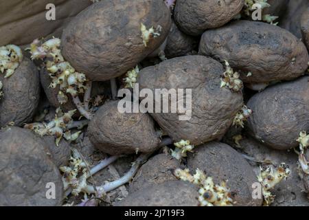 Gekeimte Kartoffelknollen aus der Nähe, unsachgemäße Lagerung von Gemüse Stockfoto