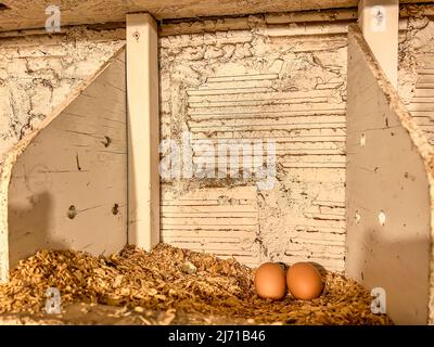 Zusammenfassung von frischen Hühnereiern in einem Nistgebiet eines käfigfreien Coop. Stockfoto